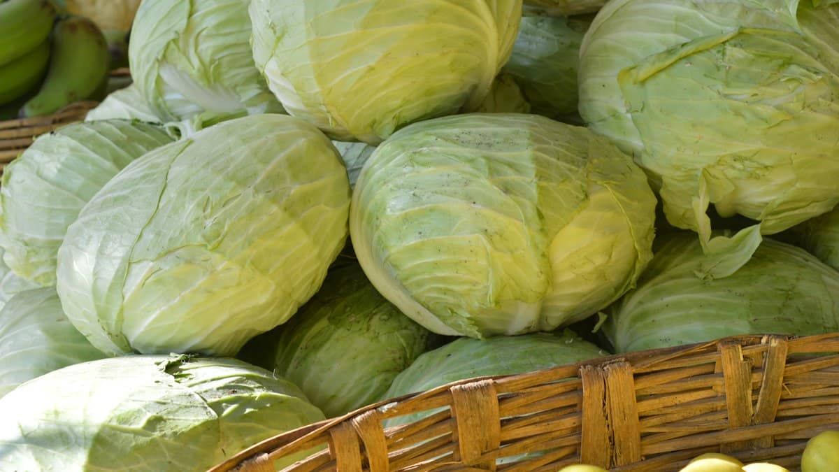Na vidličce Romana Pauluse: Zelí: Je to pochoutka plná vitamínů
