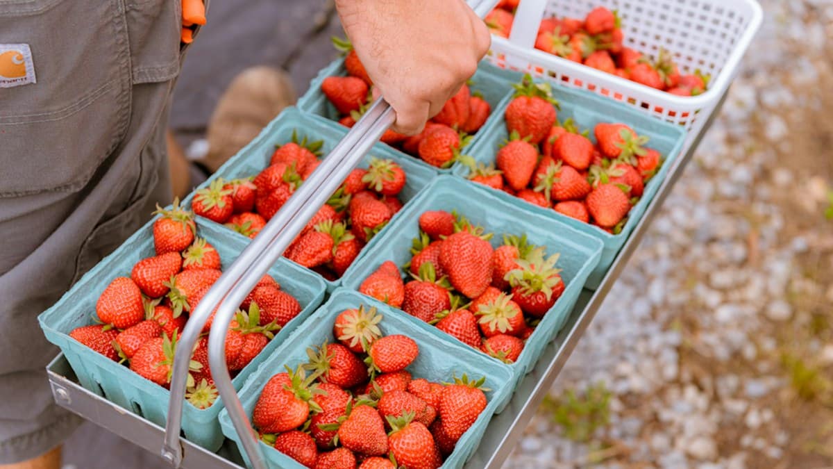 Udržitelnost v gastru 2026: PPWR, obaly a zero waste v kuchyni