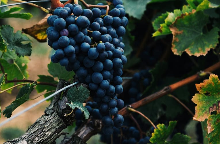 Proč je na vinobraní víno v PET lahvi? Každý obal má svůj význam a funkci